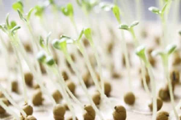 nourriture crue germée