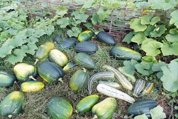 espèces de mi-saison