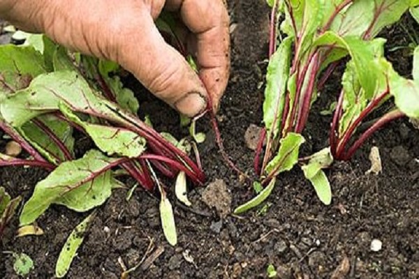 utiliser comme semis