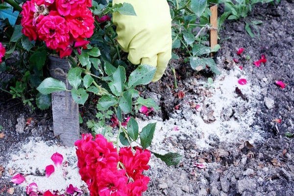 in den Boden eingeführt