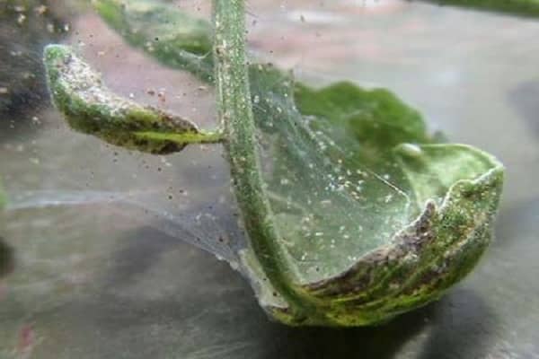 guérisseur tropical