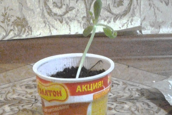 Comme il est facile de cultiver et d'entretenir une citrouille sur votre balcon à la maison
