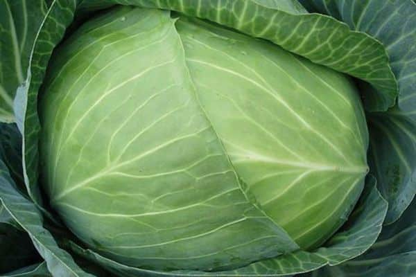 contremaître de chou