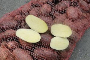 Description de la variété de pomme de terre Irbitsky, recommandations de culture et de rendement