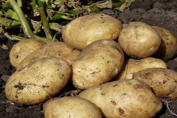 spread out on the ridges