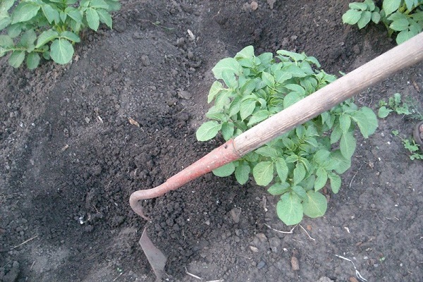 Vegetation in der Zwischensaison