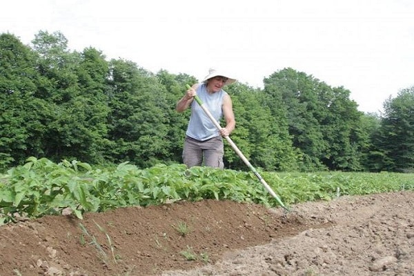 pousses de pommes de terre