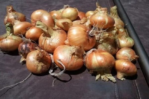 bâtiments à effet de serre