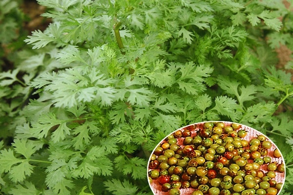 variétés similaires