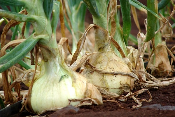 attaque par des ravageurs