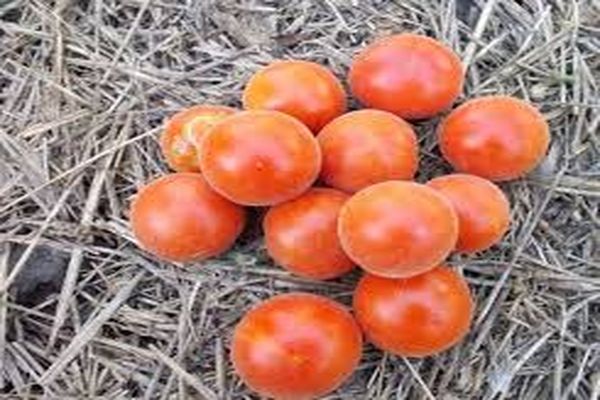 cultivar et culture de tomates
