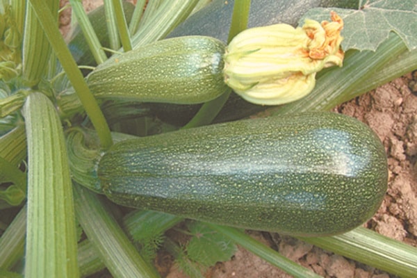 éclaircir le jardin