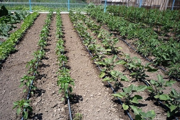 état des pommes de terre