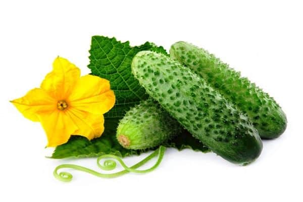 Gurken-Eierstock