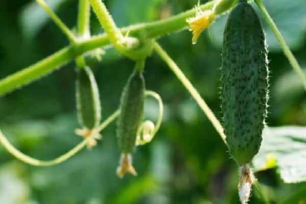 in einem Gewächshaus gewachsen