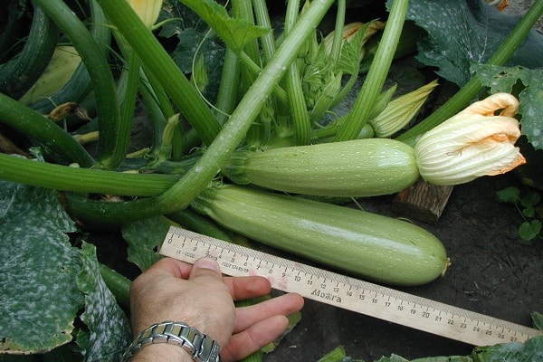 ausgewählter Dünger