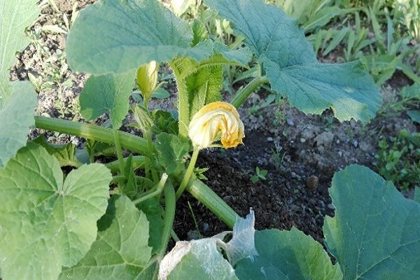 während des Eierstocks