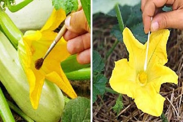 Natürlicher Prozess