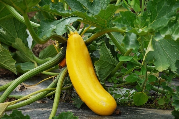 courgettes jaunes