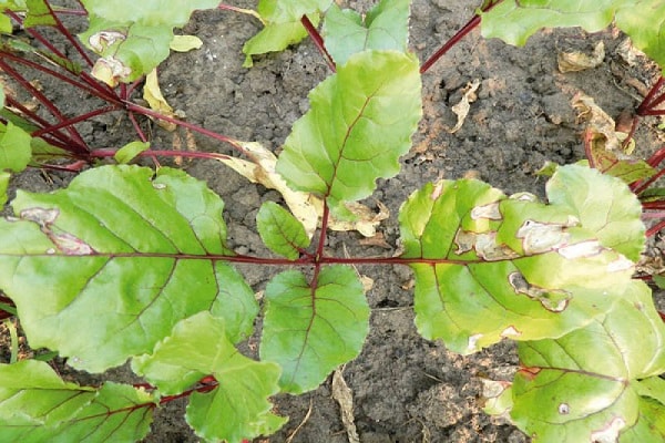 jaunissement des feuilles