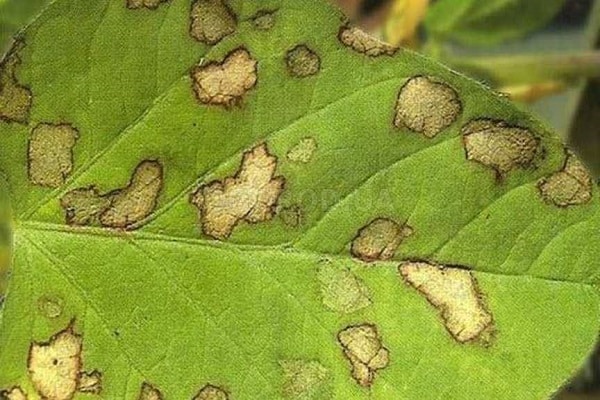spider mite