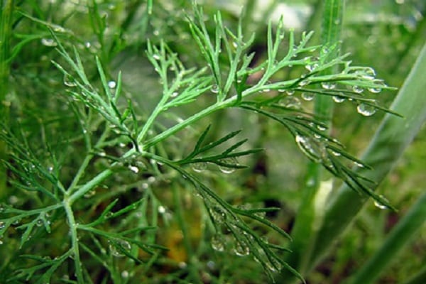 Anzahl der Bewässerungen