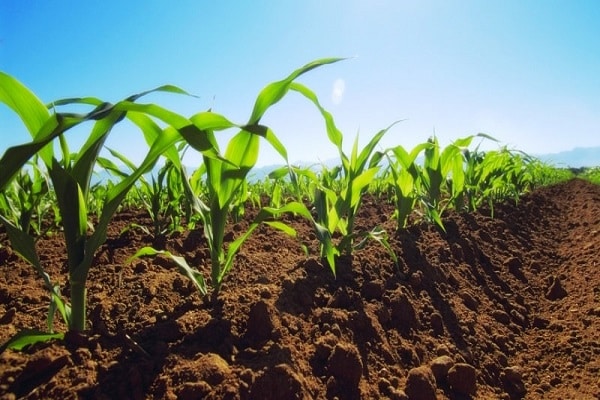 maize cultivation