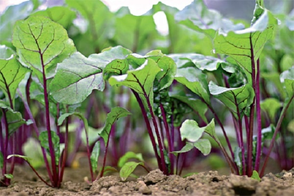 augmentation de la teneur en sucre