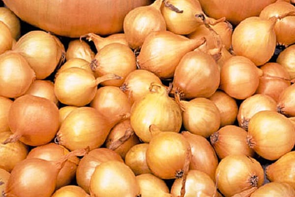 grandir sur un navet