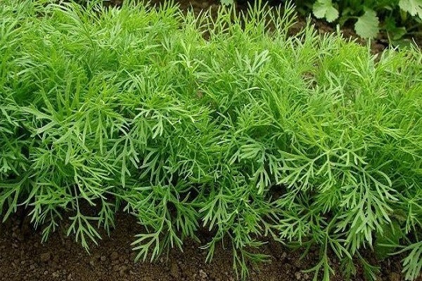 aneth sans parapluies