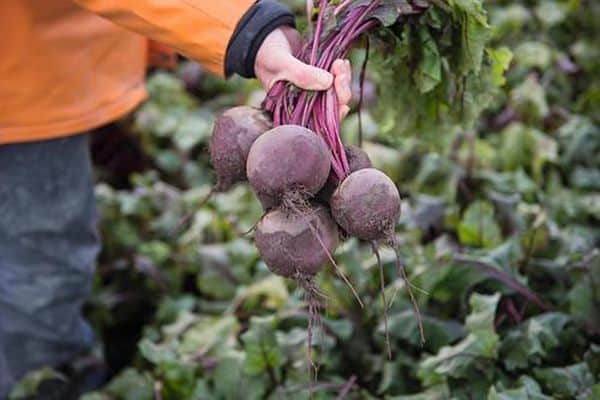 culture de betteraves