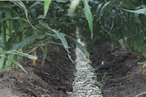 irrigation goutte à goutte