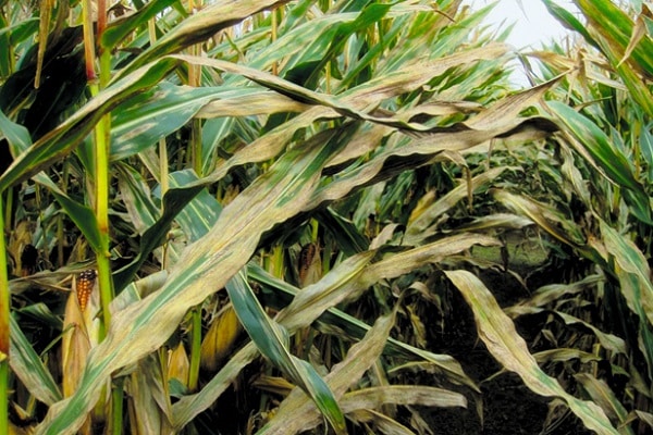 la tige souffre aussi