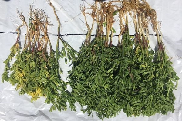 planter complètement