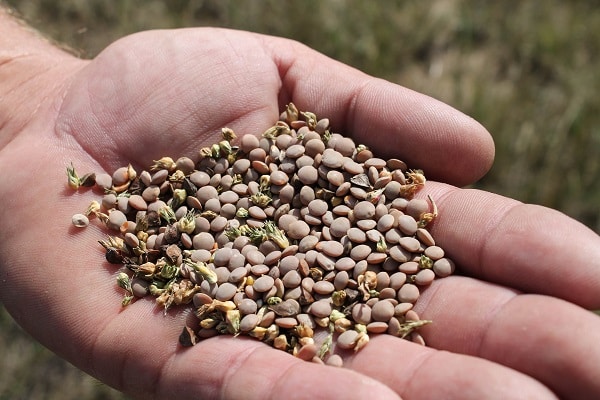 utiliser des graines