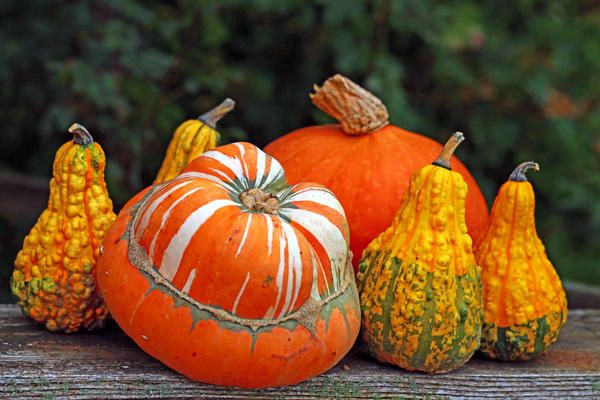 citrouille intéressante