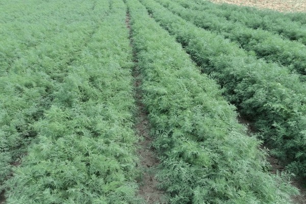 alligator à l'aneth