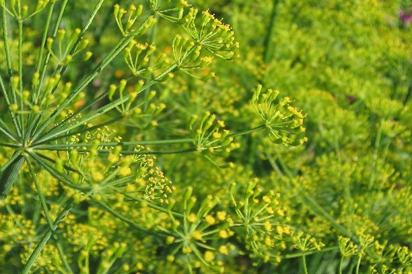 suspendu pour sécher