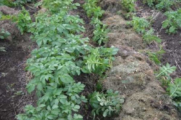 Sprossen verbreiten sich