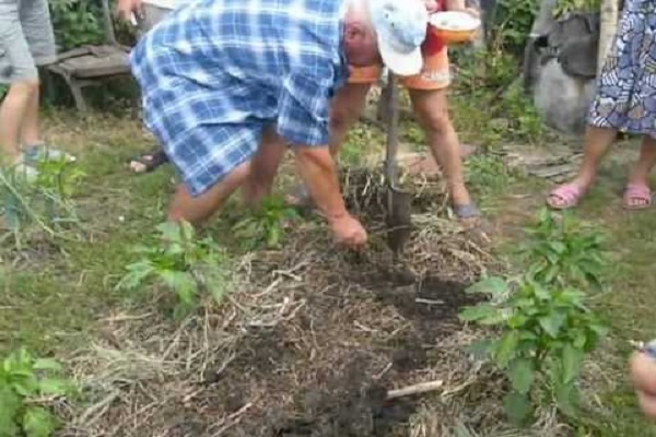 every summer resident