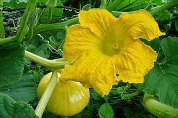 ovaire de citrouille