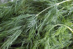 Description de la variété d'aneth Gribovsky, caractéristiques de la culture et des soins