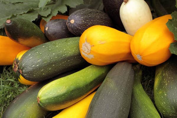 courgettes de différentes couleurs