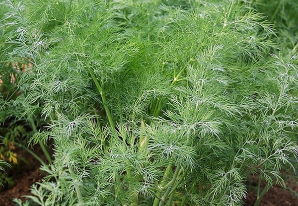 Dill Dill auf freiem Feld