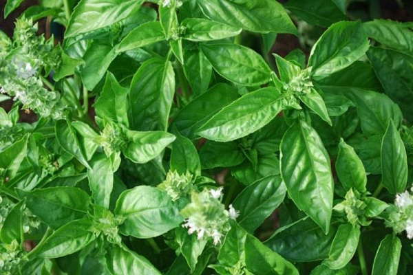 perle de la région de Moscou