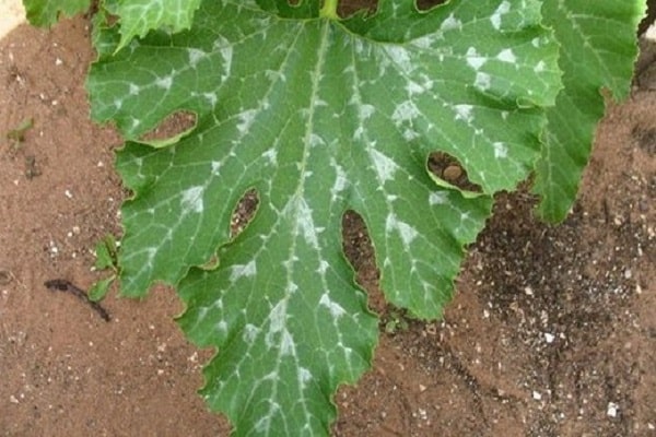 temps de fructification