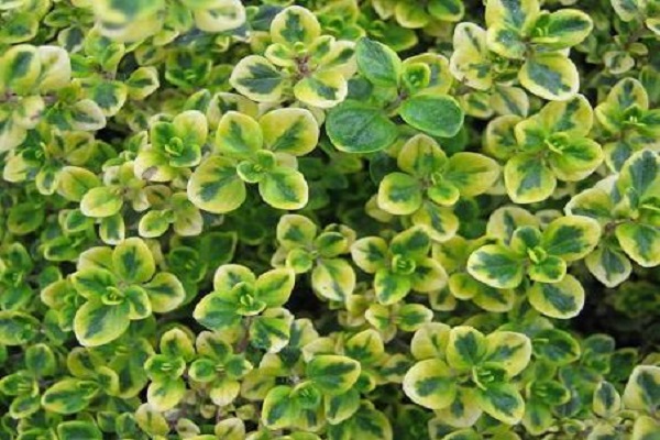 caractéristiques de la plante