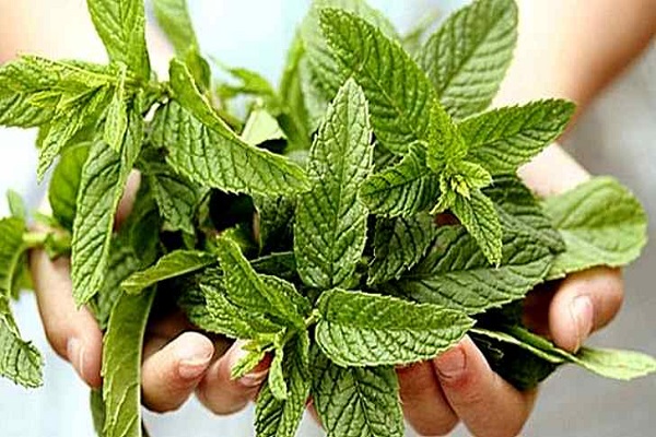 le site est déterré