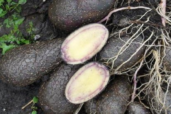 den Geschmack behalten