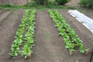 Planter, cultiver et entretenir un daikon, quand planter en pleine terre